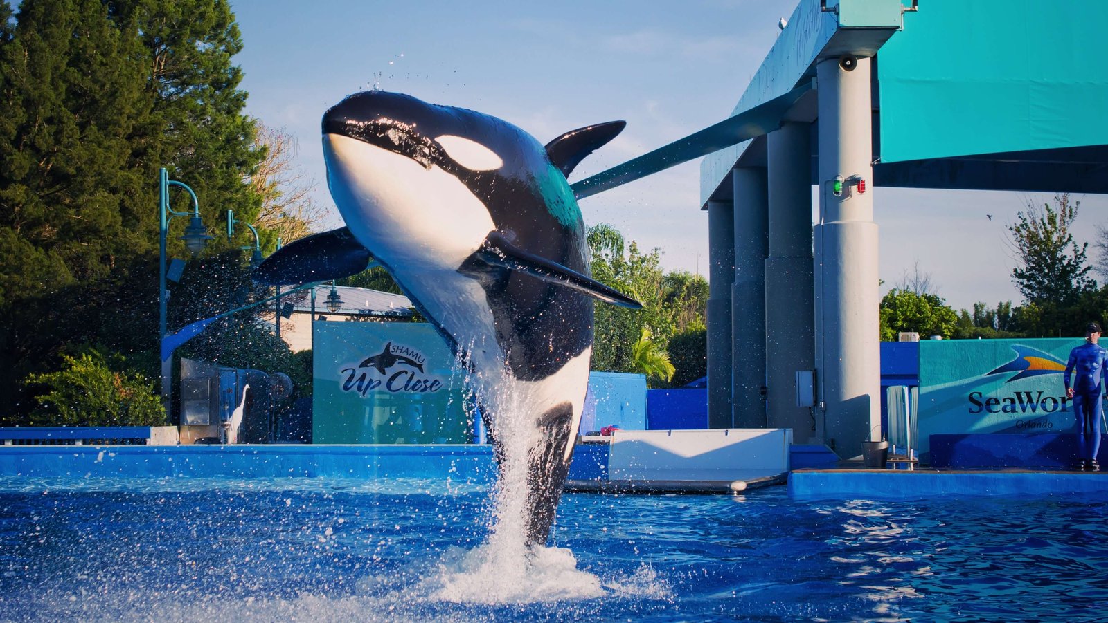SeaWorld Orlando orca show
